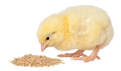 Poultry Feed Mill Business Hindi