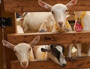 Goat Farming Business In Hindi
