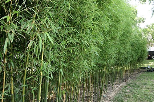 Bamboo Farming in Hindi