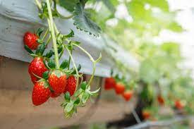 Strawberry Farming Hindi