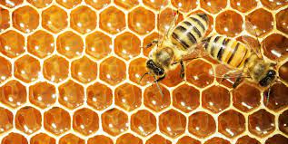 Honey Bee Farming in Hindi