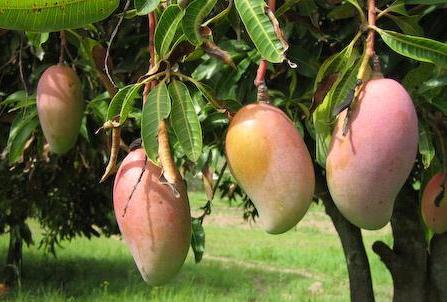 Mango Farming in Hindi
